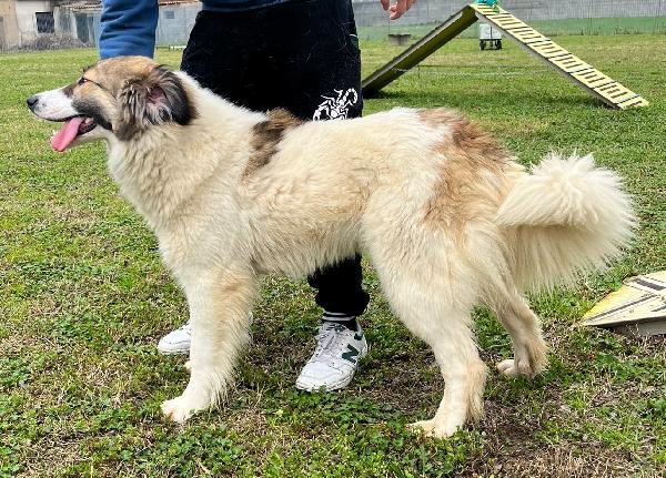 CHICCA SPLENDIDA CAGNOLONA Foto 5